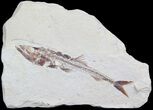 Superb Eurypholis Fossil Fish - Lebanon #36947-2